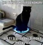 Avatar člena